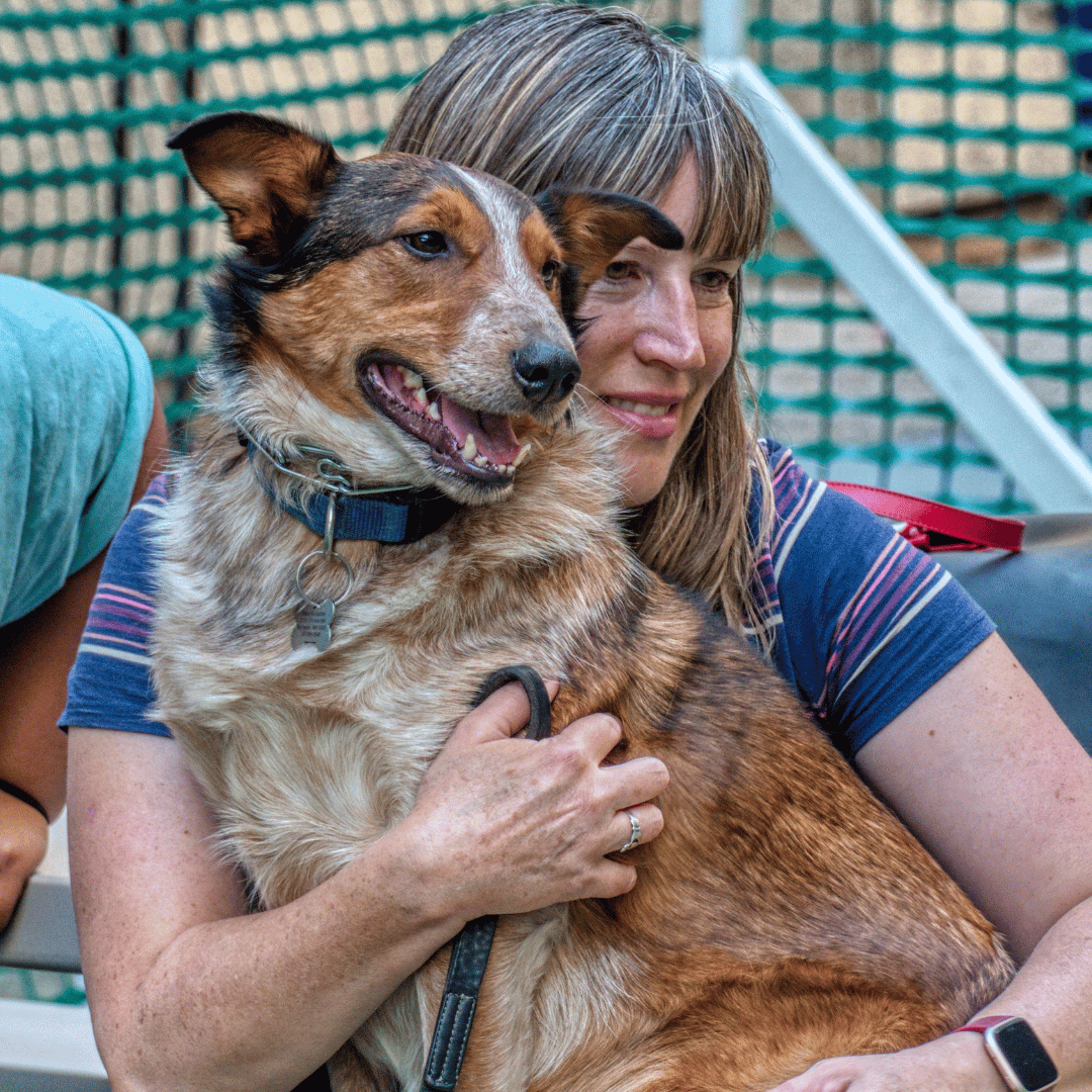 Hundetraining Feedback